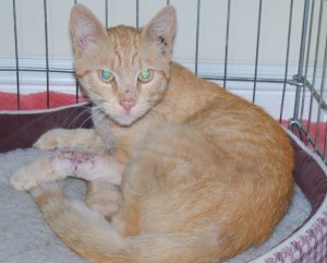 Chance right after his surgery to pin his broken leg bones together.