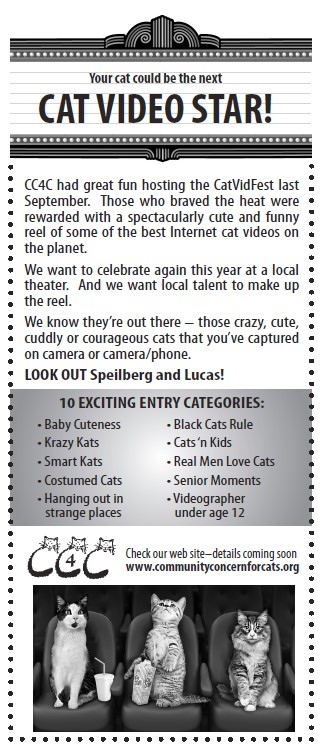 Cat Video Star