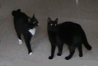 Sisters CoCo and Chanel