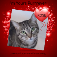 CC4C Valentines Day Cats
