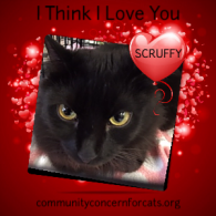 Scruffy 2016 (Lea Chase)