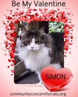 CC4C Valentines Day Cats