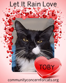 CC4C Valentines Day Cats