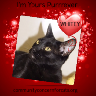 Whitey 2016 (Gemma)