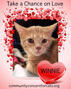 CC4C Valentines Day Cats