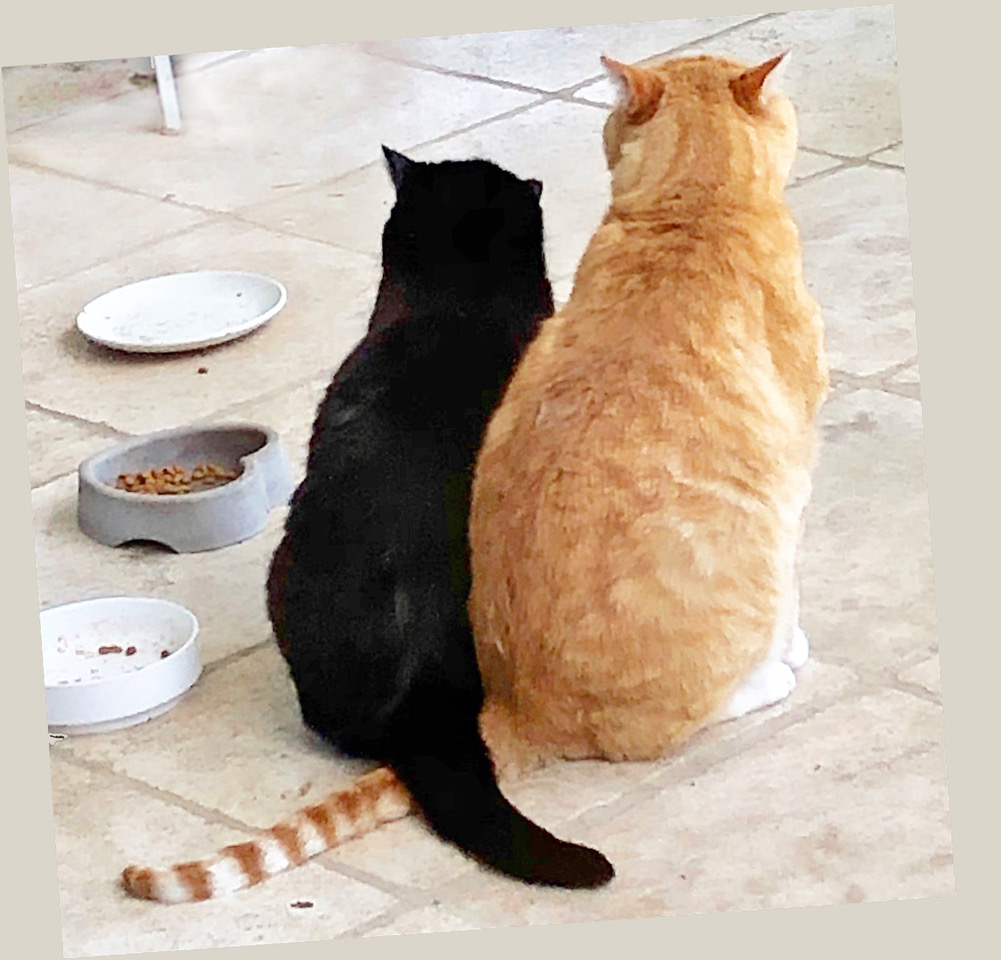 2012 Adoptions Community Concern For Cats