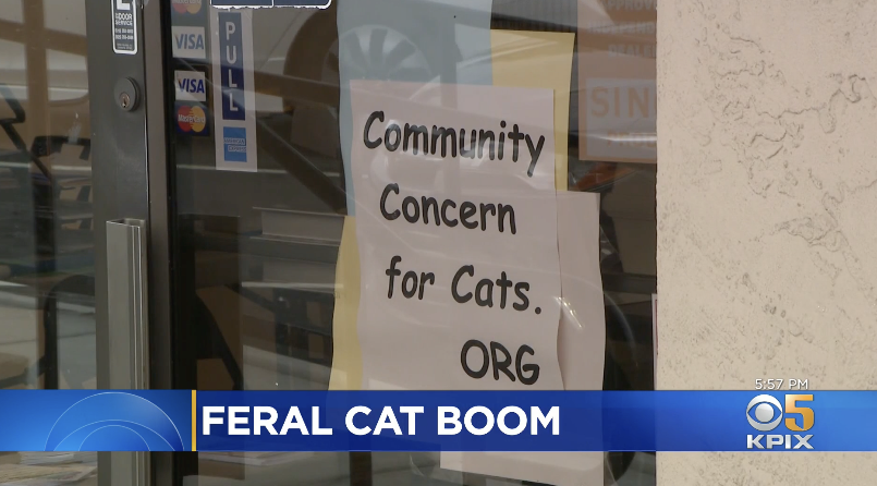 KPIX CBS 5 Bay Area News Report - Bay Area Sees Population Explosion of Feral Cats