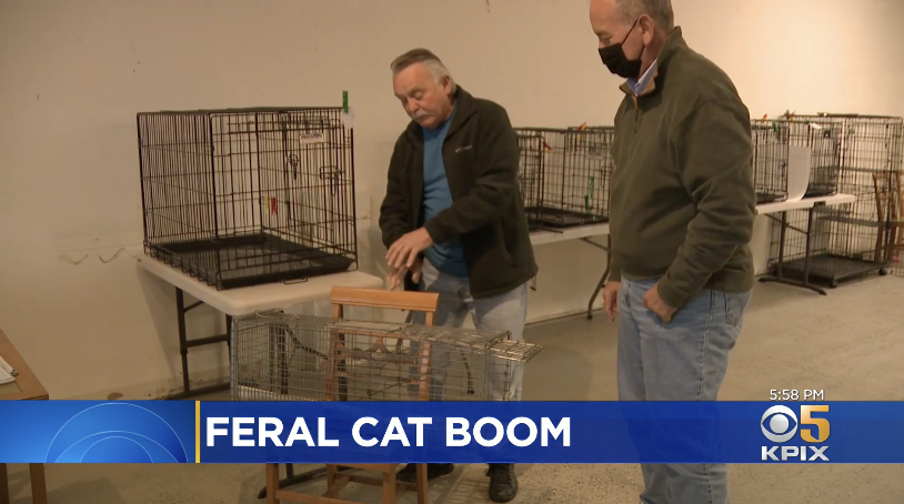 KPIX CBS 5 Bay Area News Report - Bay Area Sees Population Explosion of Feral Cats