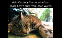 Cat with heatstroke due to heat and lack of water.