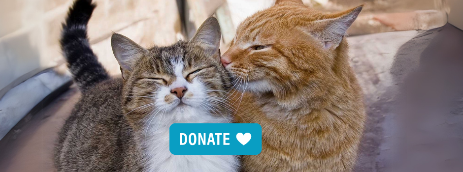 webpage donate
