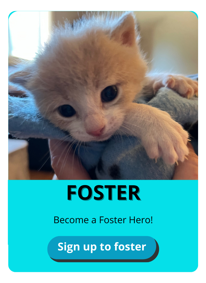 Become a Foster