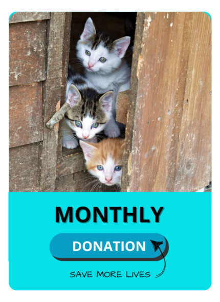 Donate Once
